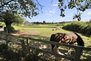 Paddock- click for photo gallery